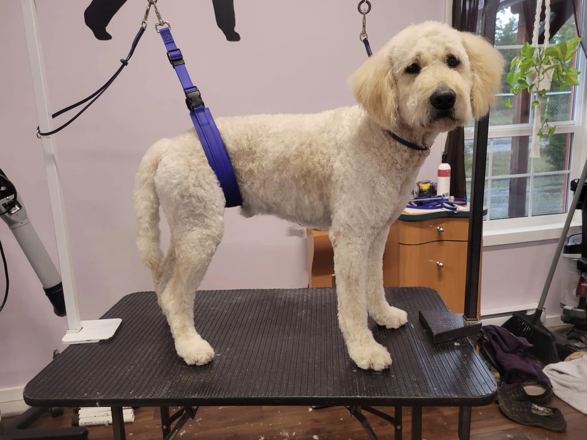 GroomTech Biothane Belly Strap Set - Teal - Image 2