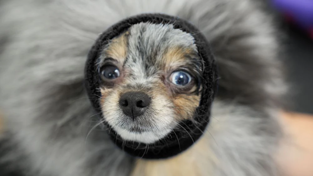 Happy Hoodie Black, X-Small - Image 4