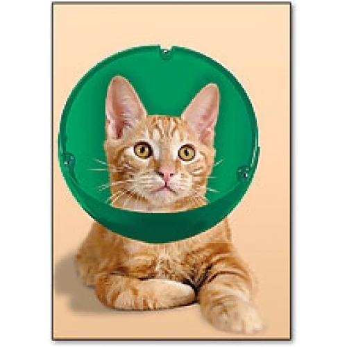 Soft Paws E-Collar For Dogs And Cats - Image 3
